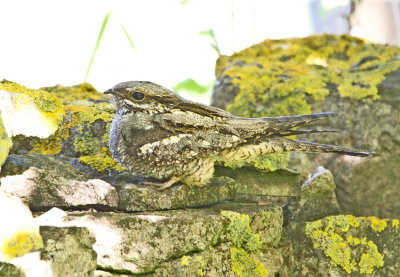 Nightjar (Caprimulgus europeus)