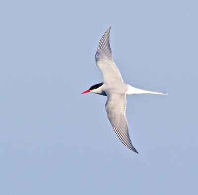 Arctic Tern (Sterna paradisaea)