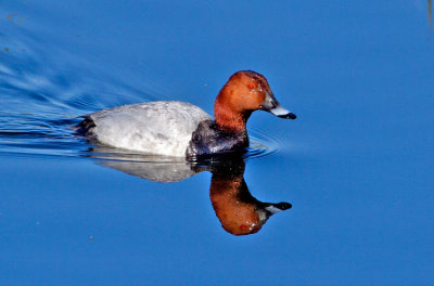 Pochard (Aythya ferina)