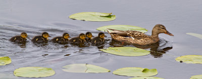 Mallard (Anas platyrhynchos)