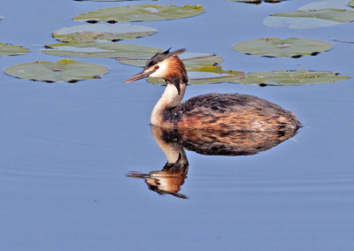 Great Crested Grebe (Podiceps cristatus)