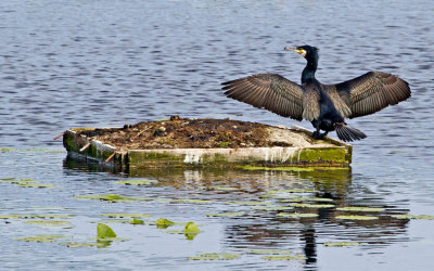 Cormorant (Phalacrocorax carbo)