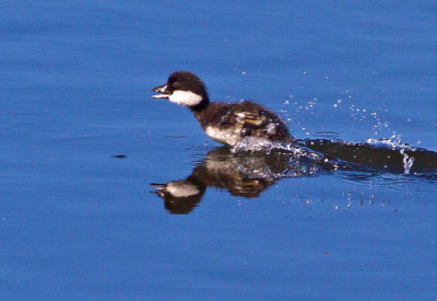 Goldeneye (Bucephala clangula)