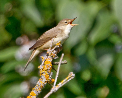 Marsh Warbler (Acrocephalus palustris)