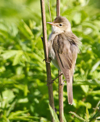 Marsh Warbler (Acrocephalus palustris)