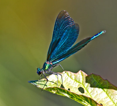 Calopteryx virgo