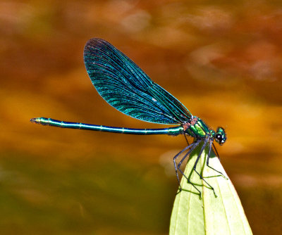 Calopteryx virgo