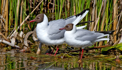 Black-headed Gull (Larus ridibundus)