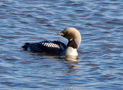 Black-throated Diver (Gavia arctica)