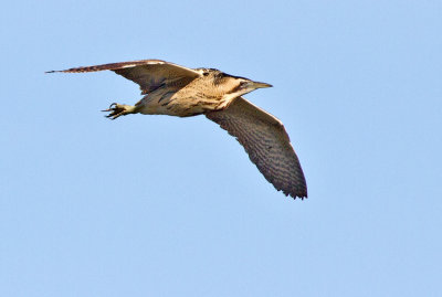 Bittern (Botarus stellaris)