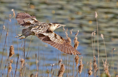 Bittern (Botarus stellaris)