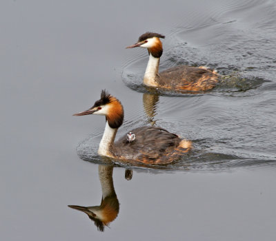 Great Crested Grebe (Podiceps cristatus)