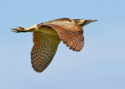 Bittern (Botarus stellaris)