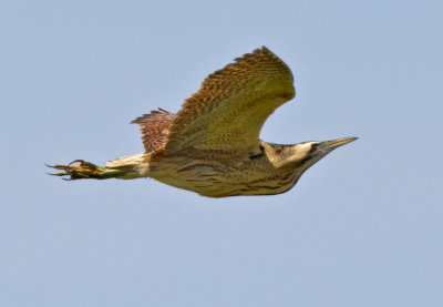 Bittern (Botarus stellaris)