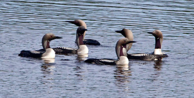 Black-throated Diver (Gavia arctica)