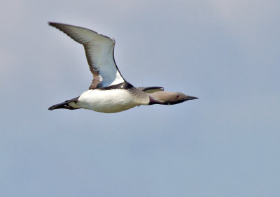 Loons & Grebes