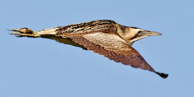 Bittern (Botarus stellaris)