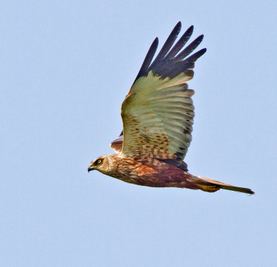 Marsh Harrier (Circus aerugiosus)