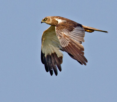 Marsh Harrier (Circus aerugiosus)