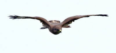 Buzzard (Buteo buteo)