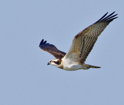 Osprey (Pandion haliaetus) 