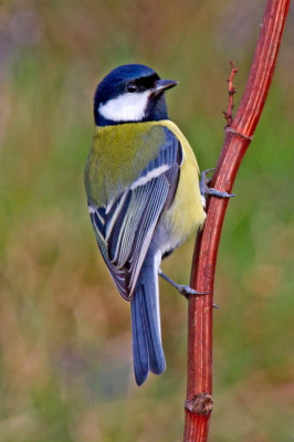 Great Tit (Parus major)