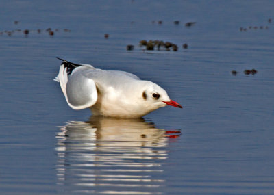 Black-headed Gull (Larus ridibundus)