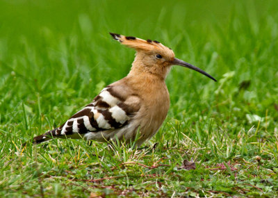 Hoopoe (Upupa epops)