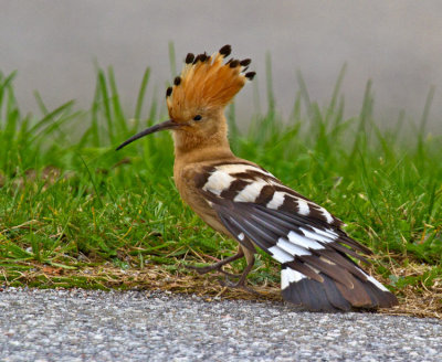 Hoopoe (Upupa epops)