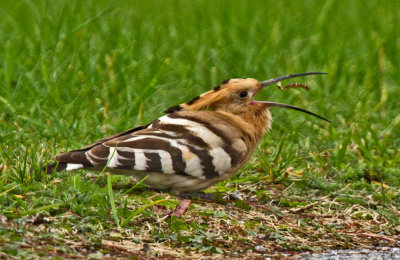 Hoopoe (Upupa epops)