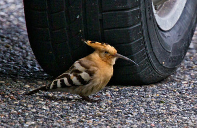 Hoopoe (Upupa epops)