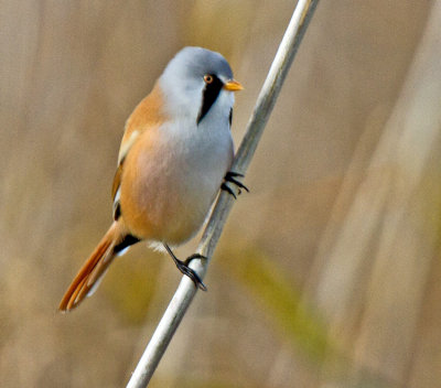 Bearded Tit (Panurus biarmicus)
