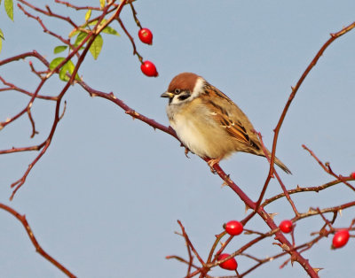 Tree Sparrow (Passer montanus)