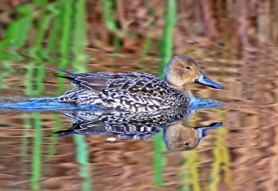 Pintail (Anas acuta)