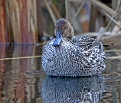 Pintail (Anas acuta)