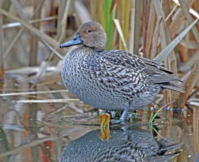 Pintail (Anas acuta)