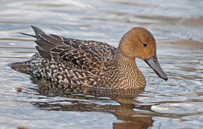 Pintail (Anas acuta)