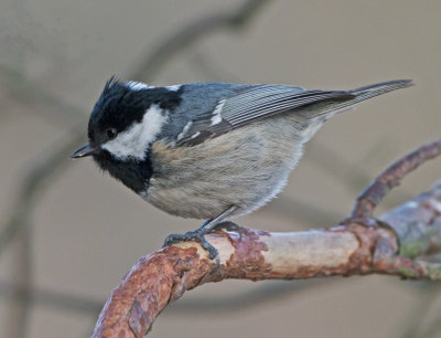 Coal Tit (Parus ater)