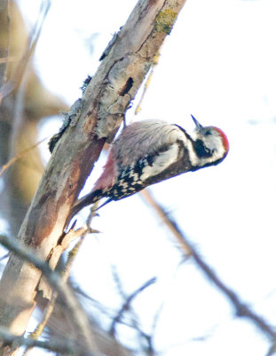 Middle Spotted Woodpecker (Dendrocopos medius)