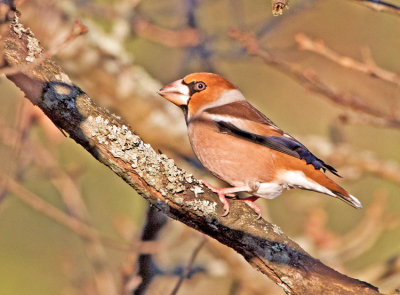 Hawfinch (Coccothaustes coccothaustes)