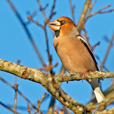 Hawfinch (Coccothaustes coccothaustes)