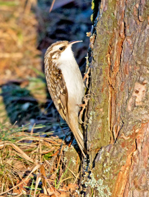 Treecreeper (Certhia familiaris)