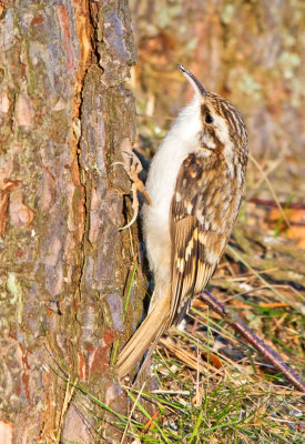 Treecreeper (Certhia familiaris)