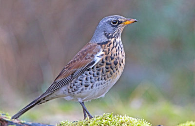 Fieldfare (Turdus pilaris)