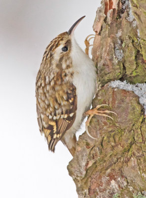 Treecreeper (Certhia familiaris)