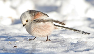 Long-tailed Tit (Aegithalos caudatus)