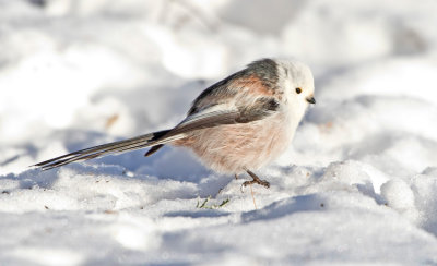 Long-tailed Tit (Aegithalos caudatus)