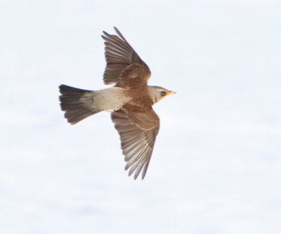 Fieldfare (Turdus pilaris)