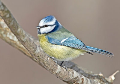 Blue Tit (Parus caeruleus)