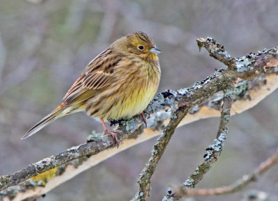 Yellowhammer (Emberiza citrinella)